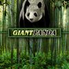 Untamed Giant Panda