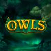 Owls