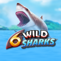 6 Wild Sharks