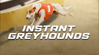 Instant Greyhounds