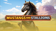 Mustang And Stallions