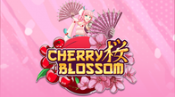 Cherry Blossom