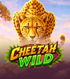 Cheetah Wild