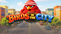 Birds In The City